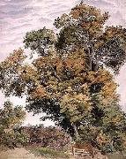 Thomas frederick collier, Study of an Oak Tree
